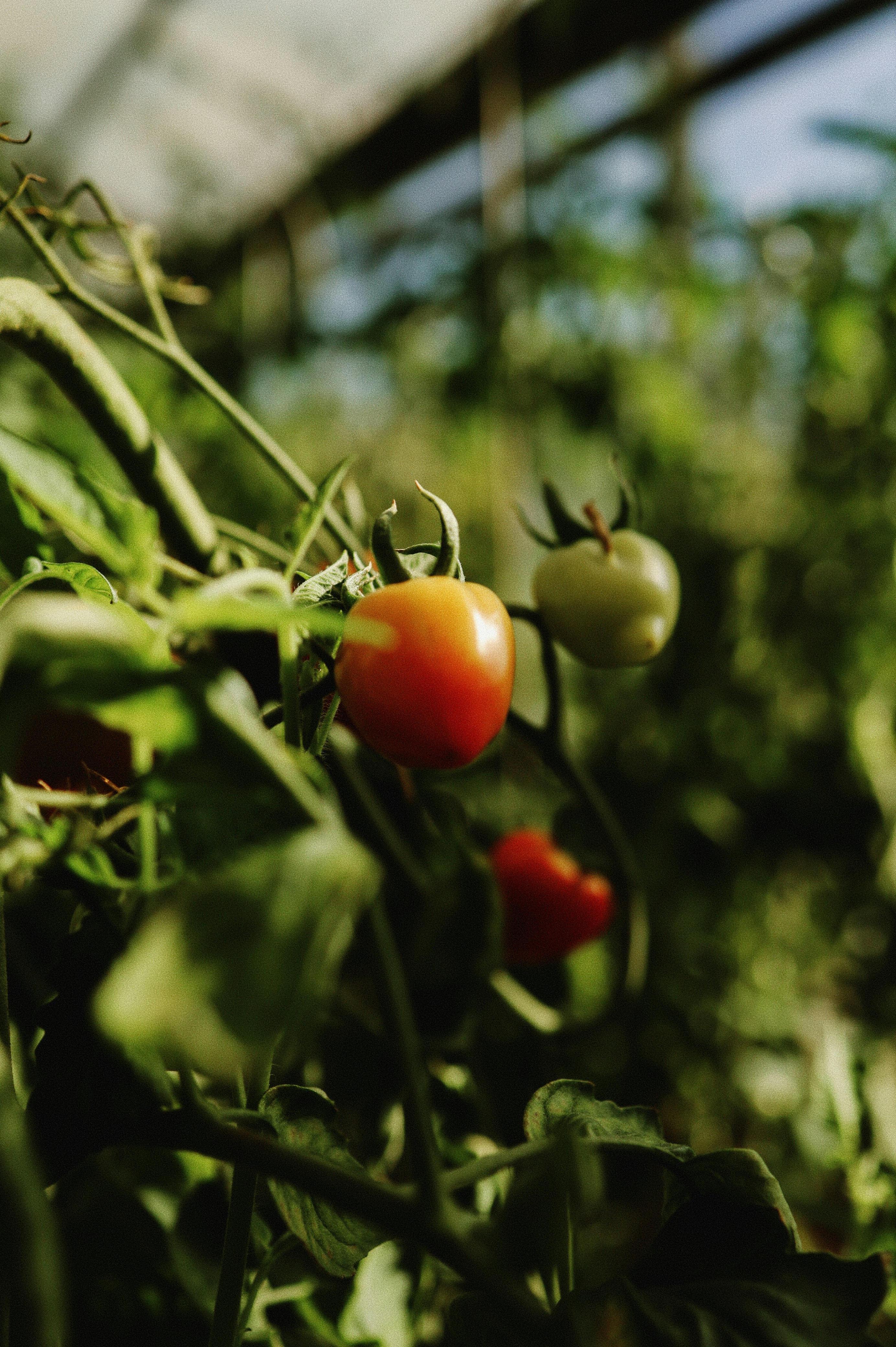 Tomato.jpg